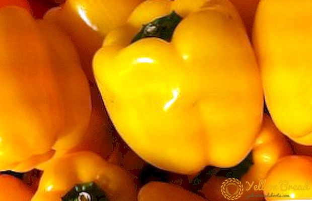 Pepper Golden Miracle: description, fit and care