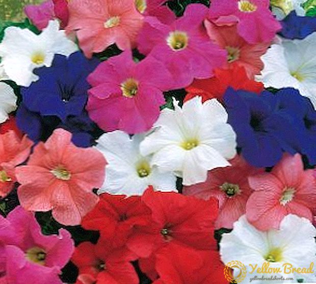 زهور البتونيا الكبيرة الزهرية: الخصائص والخصائص ، والزراعة الزراعية