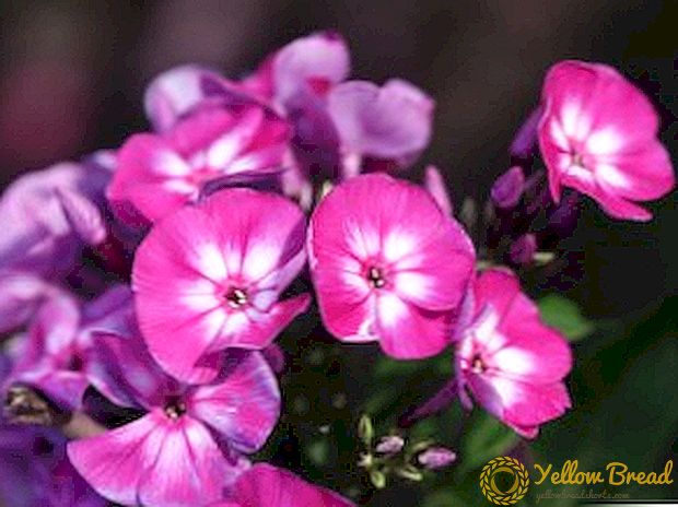 Aloe phlox: plantamos e coidamos as flores da primavera
