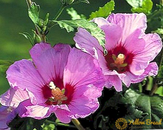 Pagtanim at pangangalaga ng Syrian hibiscus