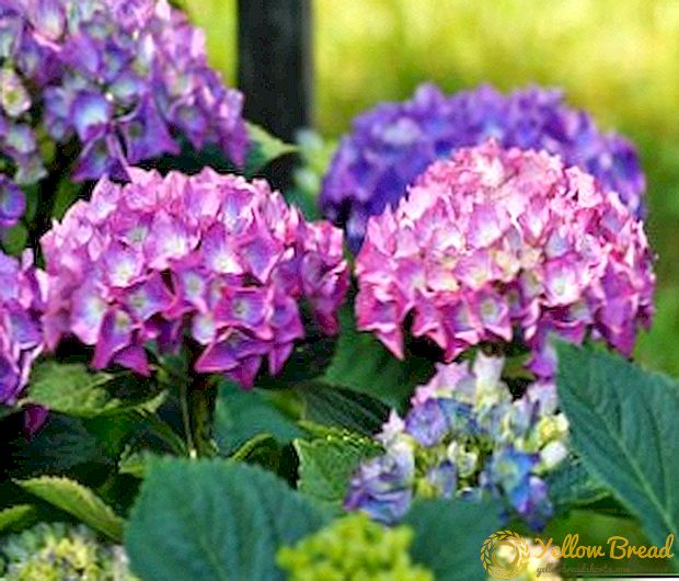 Planting and growing hydrangeas in the fall