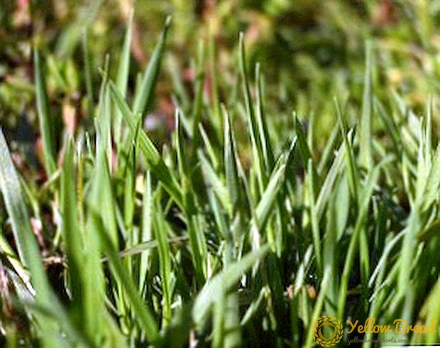 Fältmugg: Hur man sår och växer en gräsmatta