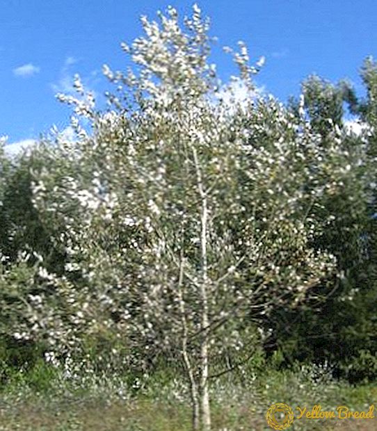 White Poplar: eiginleikar og eiginleikar