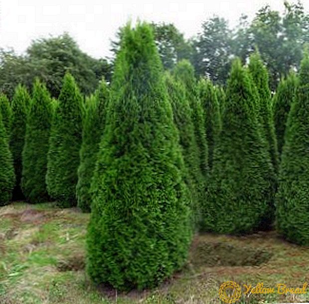 Popular frost-resistant varieties of western thuja with a description and photo