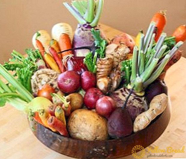 Popular types of root crops with the description and photo