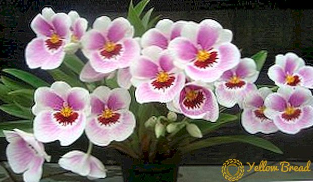 Miltoniya resuscitasiyası: orkide kökləri itirdikdə nə ediləcək