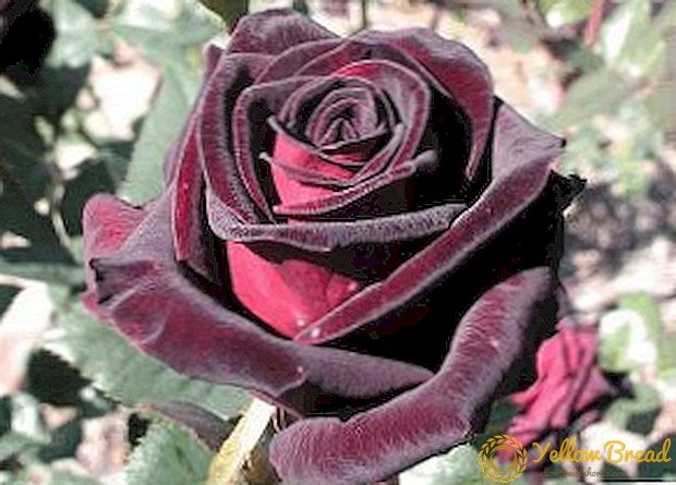 Rose Black Magic: descrición e características do crecemento