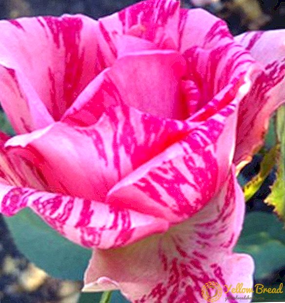 Роза «Pink Intuishn»: фото және сипаттамасы