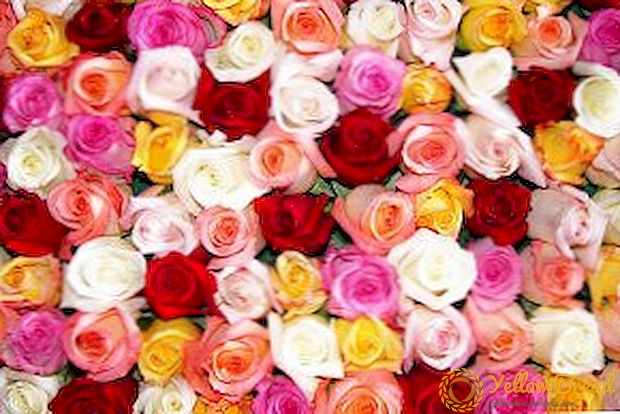 Roses Cordes: de bedste sorter med fotos og beskrivelser