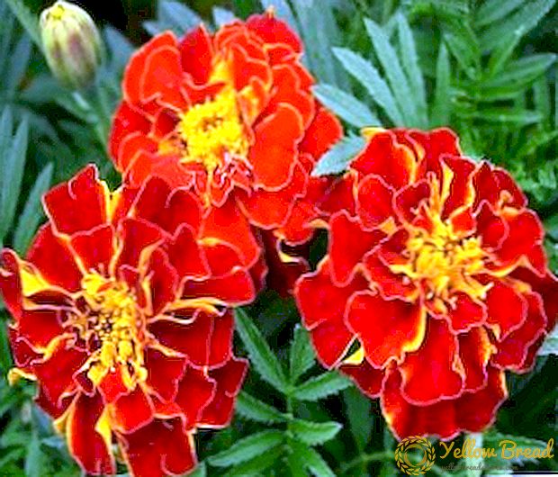 Regras e características do crecemento das marigoldas das sementes