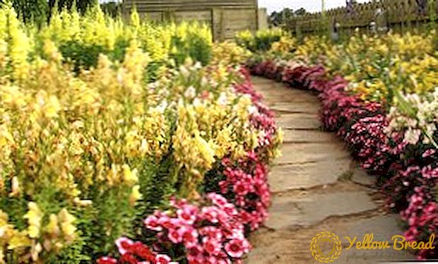 Rules for selecting perennial curb flowers for your garden with a description and photo