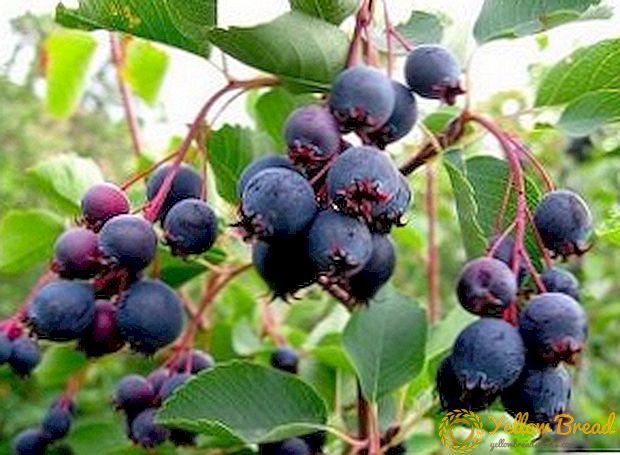 Dyrkningsregler for canadisk shadberry: egenskaber ved plantning og pleje