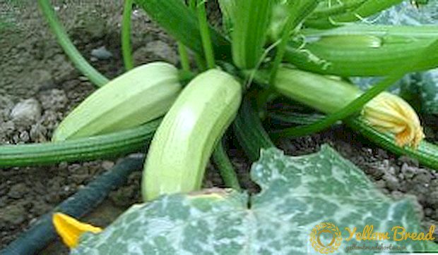 Rules for planting squash in open ground