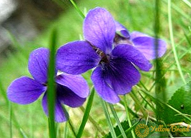 Rules for the preparation and use of tricolor violets