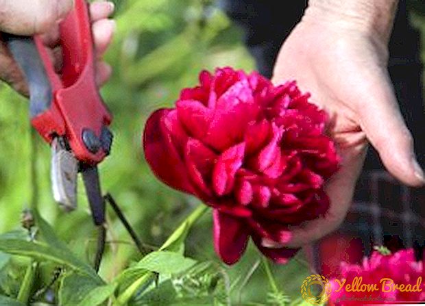 Правила за укинување на божур по цветни