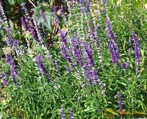 Secrets of the cultivation of medicinal sage: planting, growing, care