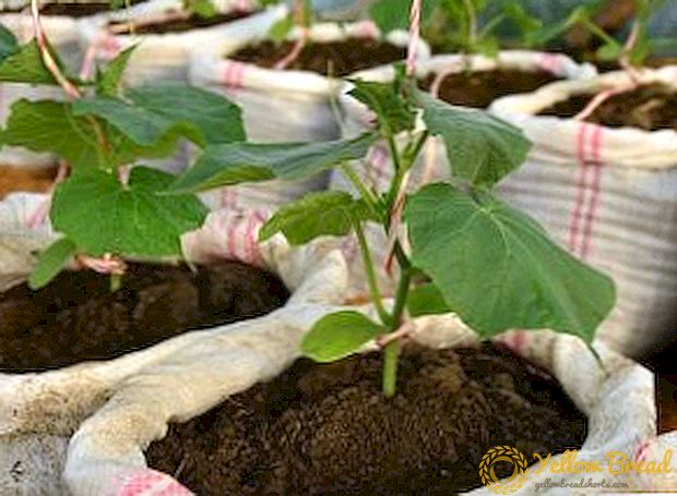 Тајните на растечките краставици во вреќи