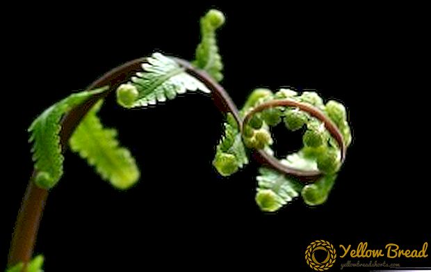 Видови и видови на ferns во градината (опис и слика)