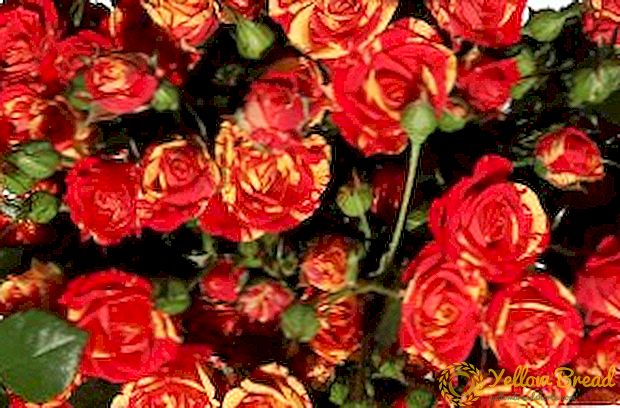Spray roses: aina na picha na sifa za kukua