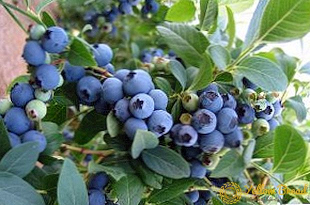 Blueberry Crop Stability: Chúng tôi phát triển Blueukrop
