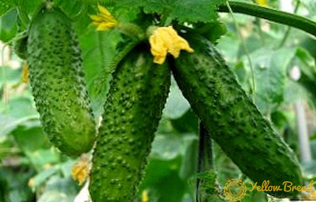 Tegnologie van groeiende komkommer Vinger