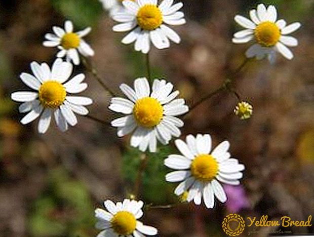 How is chamomile good for the body?