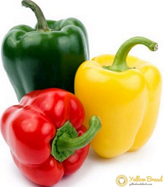 Основни правила за одгледување садници од пиперка: како да се впие семето пред садење