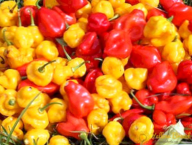 Ang pinakamahusay na mapait peppers para sa lumalaking (na may mga larawan)