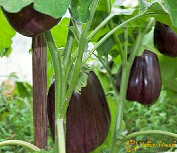 Den beste tiden for såing eggplanter for frøplanter