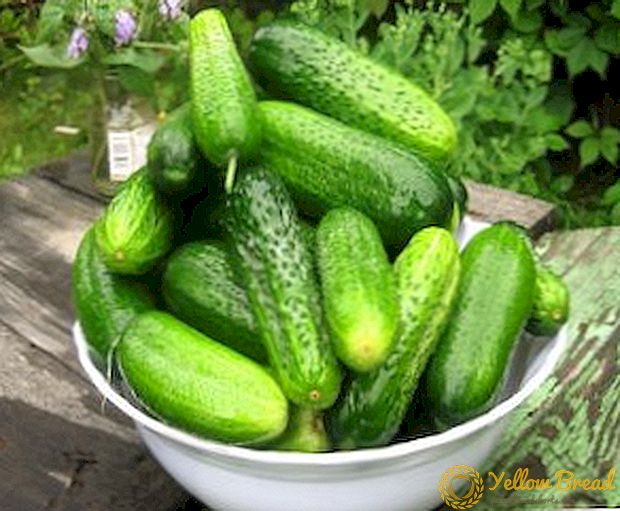 De beste tijd om komkommers voor zaailingen te planten