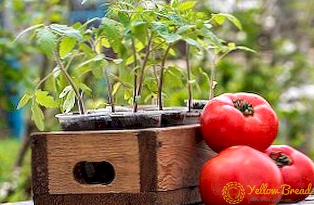 Die beste Zeit zum Anpflanzen von Tomaten für Sämlinge (Mondkalender, Klima, Herstellerempfehlungen)