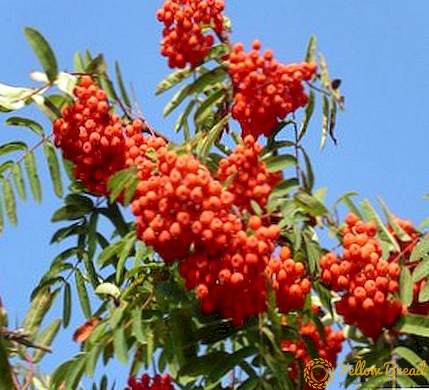 Toptips voor het verzorgen en planten van mountain ash rood