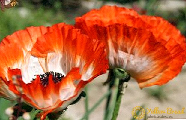 Top Tips for Growing Eastern Poppy on the Plot
