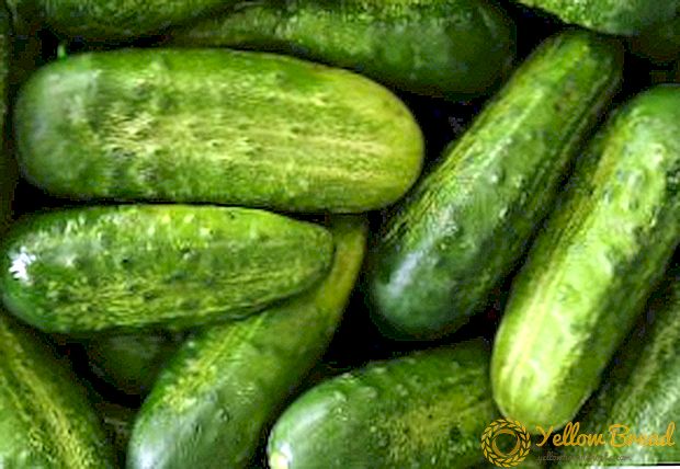 De beste variëteiten komkommers voor gesloten grond: selectiecriteria met foto's en beschrijvingen