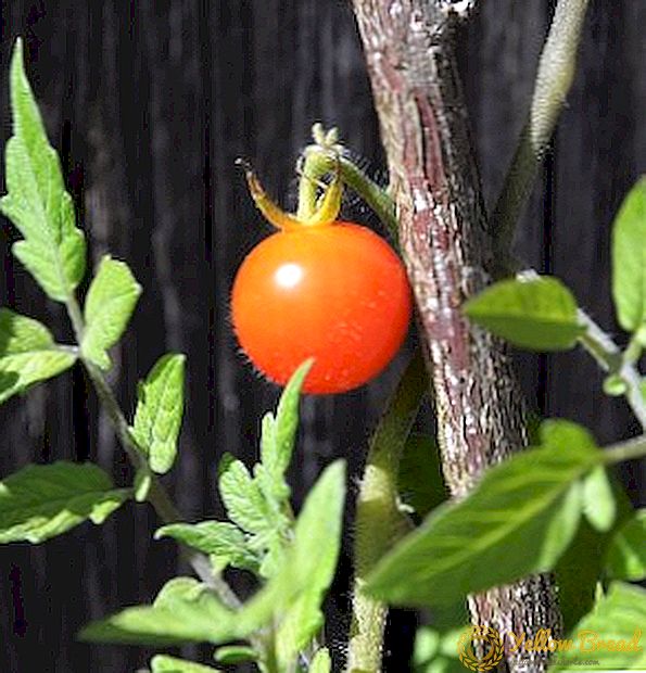 Maankalender voor tomaten voor 2018