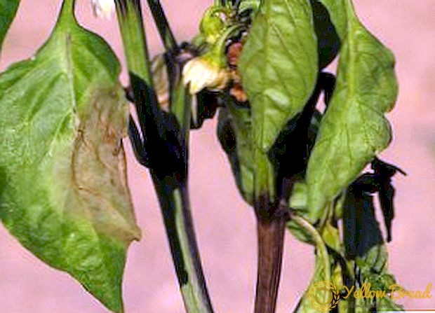 De vigtigste årsager til peberblad vilje