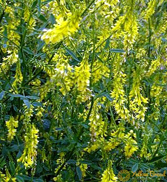 Melilotus officinalis: manfaat lan cilaka, digunakake ing obat tradisional
