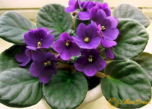 De smukkeste sorter af violer med en beskrivelse og et billede