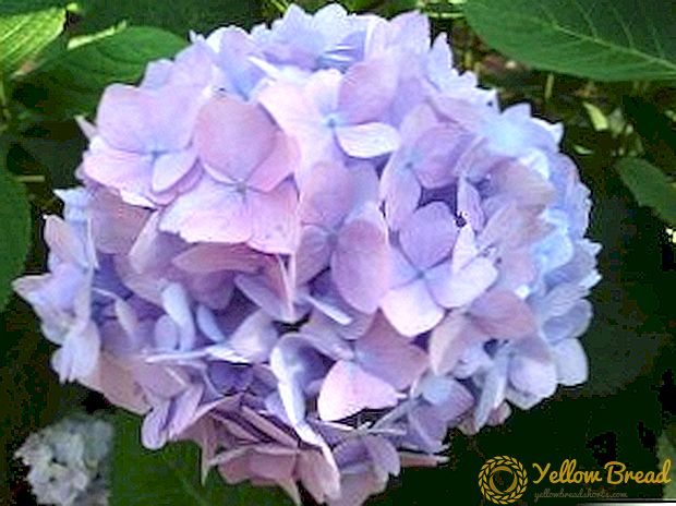 最も一般的なタイプの紫陽花、説明、写真