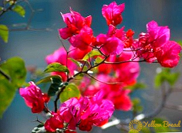 The most popular varieties and types of bougainvillea
