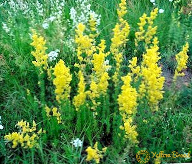 Bedstraw present (spring, yellow pap): chemical composition, use, benefit and harm