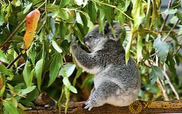 Geneeskrachtige eigenschappen en contra-indicaties van eucalyptus