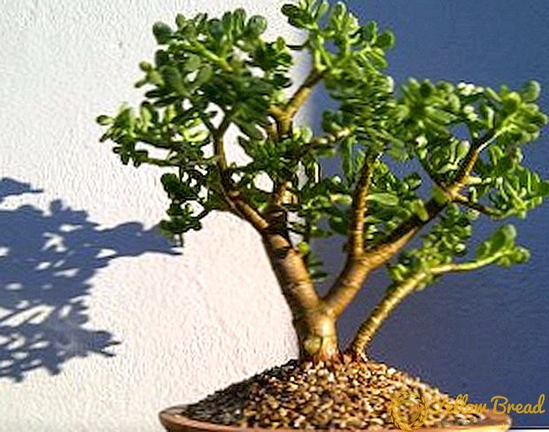 Crassula planter for dyrking