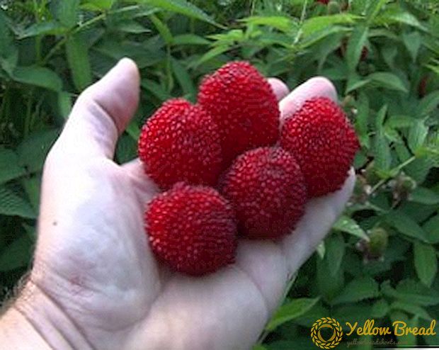 Manfaat raspberry Tibet dan bahaya buah beri Jepang