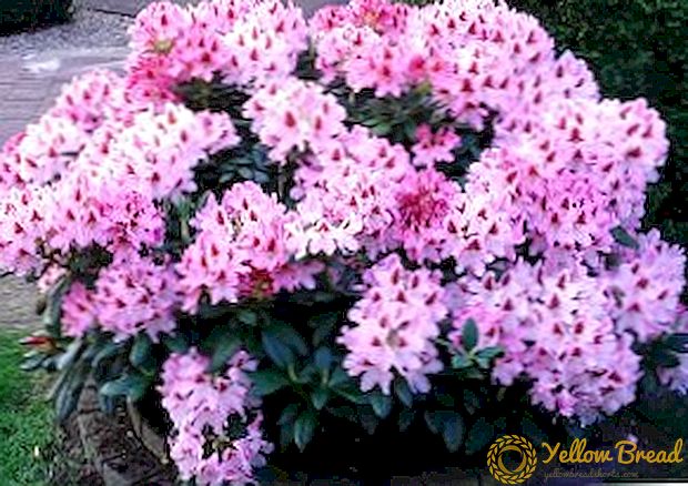 Rhododendron যত্ন এবং রোপণ জন্য টিপস