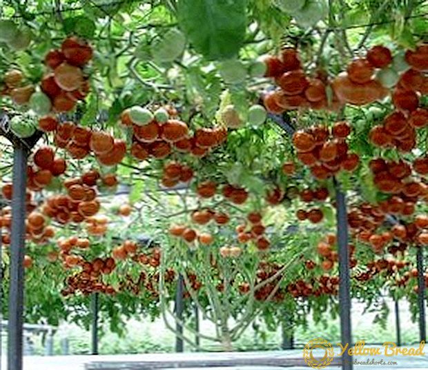 Tomato tree: apakah mungkin tumbuh di tanah terbuka di tengah