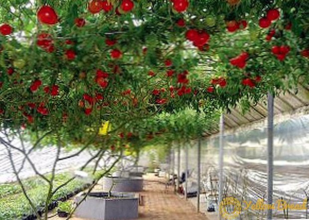 תמנון עגבניות: תכונות של גידול עגבניות עץ