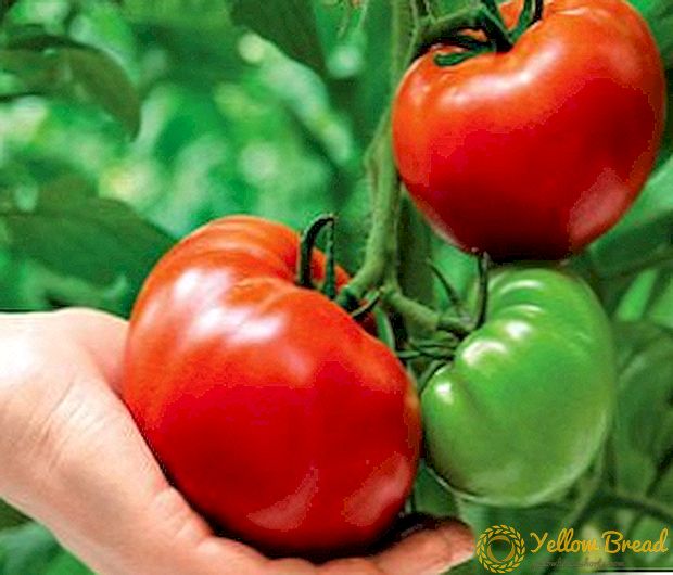 Tomat: apa gunanya dan apakah ada bahaya bagi kesehatan?