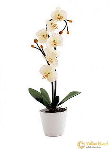 Tips ndhuwur kanggo ngolah orchid ing omah