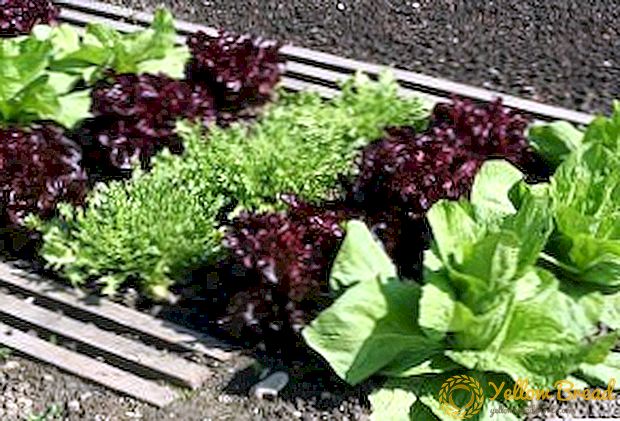 Küpsetatud salatiga endiivsed kultiveerimisfunktsioonid